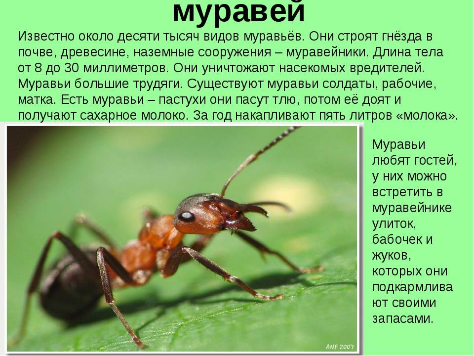 Почему умер муравей. Сообщение о муравьях. Описание муравья. Насекомые с описанием. Доклад про муравьев.