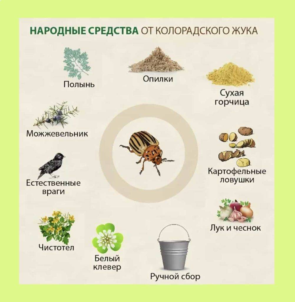 Как избавиться от колорадского жука: проверенные средства и методики, а также обзор лучших химикатов, их плюсы и минусы