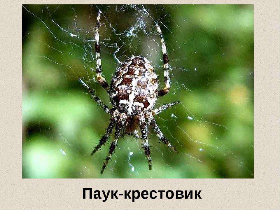 Паук крестовик. образ жизни и среда обитания паука крестовика | животный мир