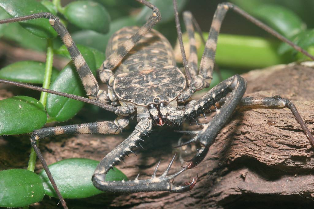 Апулийский тарантул: фото и описание, особенности строения, ядовитый или нет