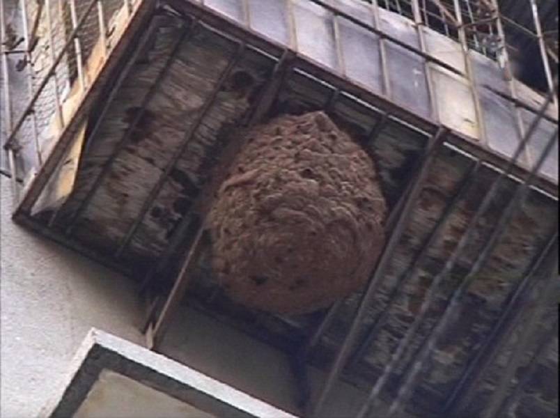 Как избавиться от ос на балконе и уничтожить их гнездо?