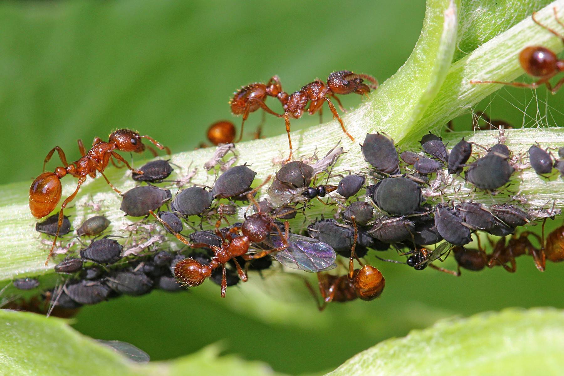 Тля рыжий муравей тип биотических отношений. Муравьи Myrmica rubra. Мирмика Рубра. Рыжая мирмика муравей. Жук ломехуза.