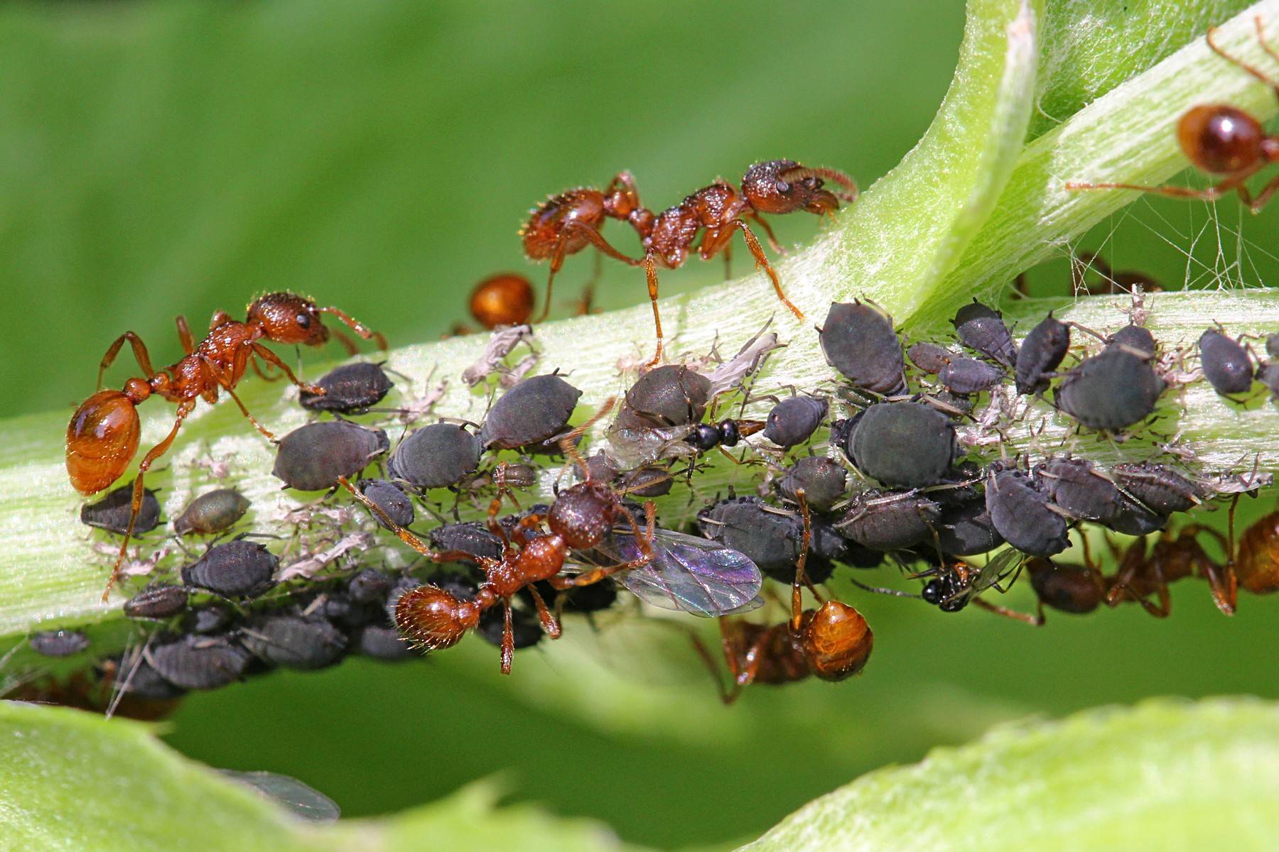 Виды муравьев. Myrmica rubra Муравейник. Муравьи доят тлю. Мирмики симбиоз. Породы муравьев.