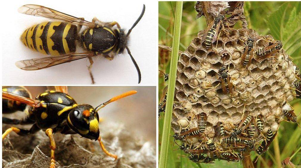 Оса насекомое. описание, особенности, образ жизни и среда обитания осы