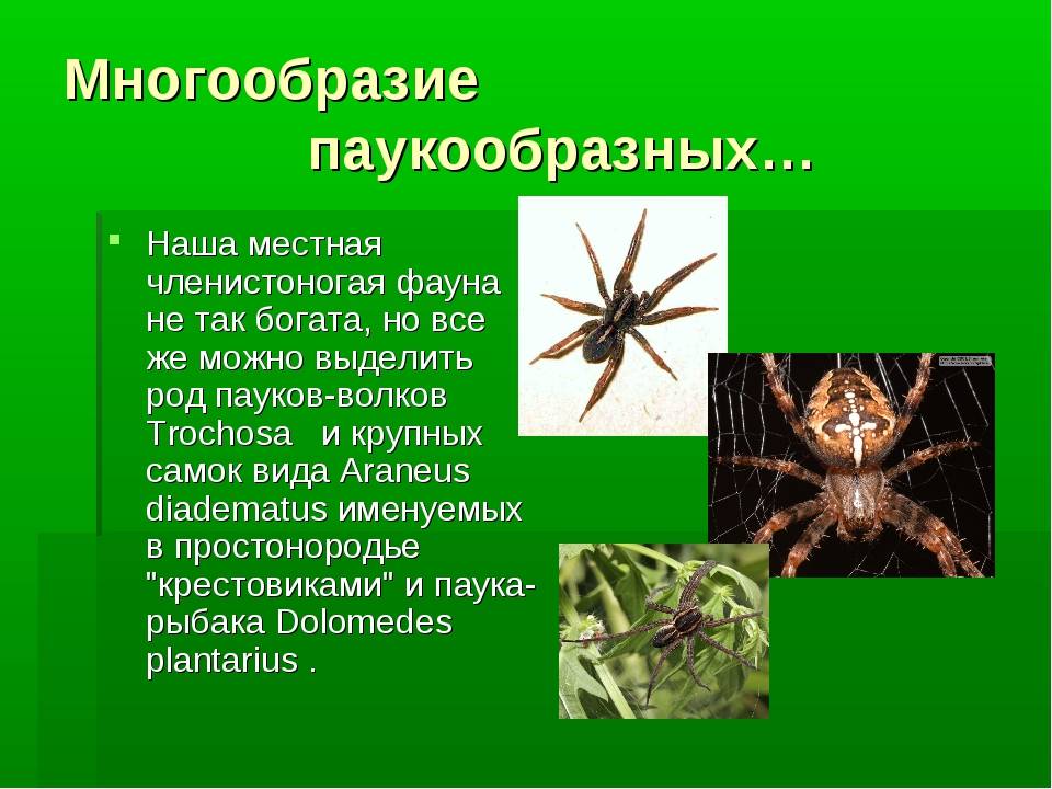 Как выглядит тайга - природная зона россии: какие есть животные, интересные факты | tvercult.ru