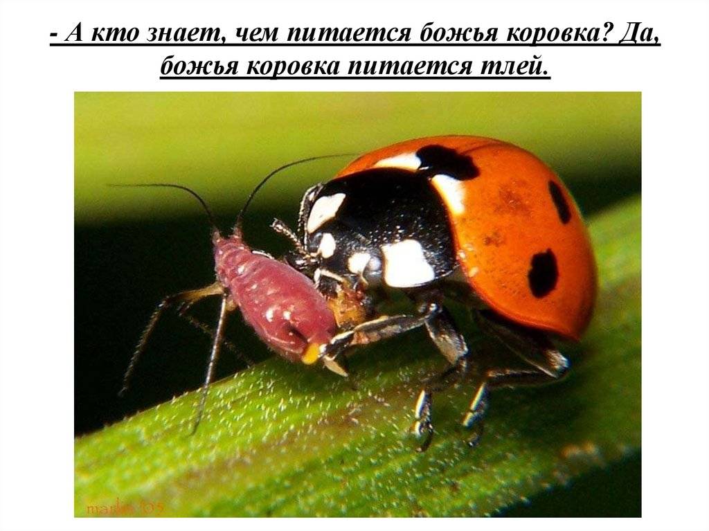 Божья коровка: сколько живут и как зимуют, что едят эти насекомые | buzzbabble.ru