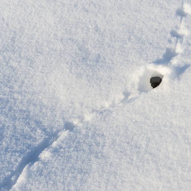 Следы мышей на снегу