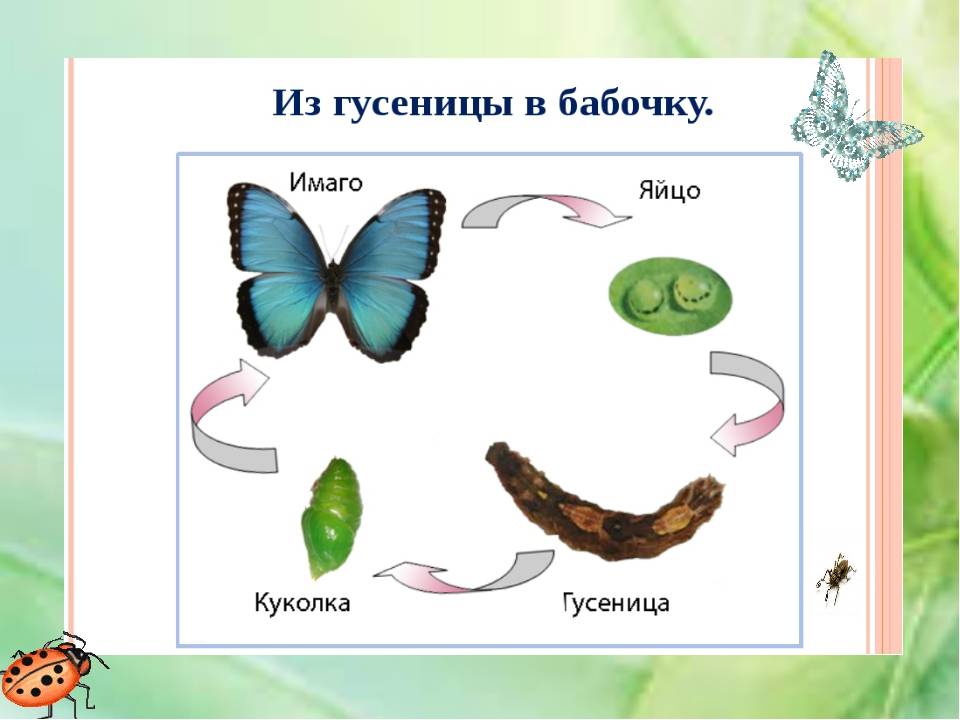 Схема превращения бабочки