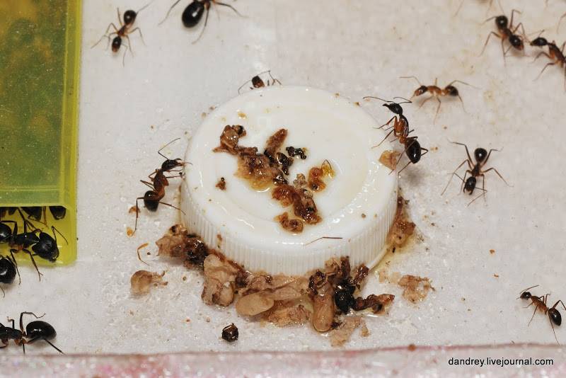 Как вывести черных муравьев из дома или квартиры