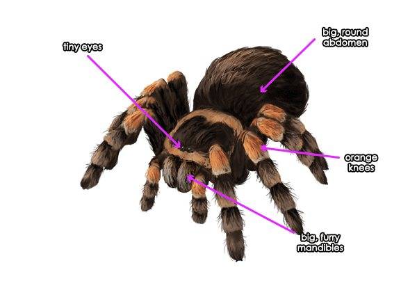 Сколько ног у паука: зачем пауку 8 ног, функции