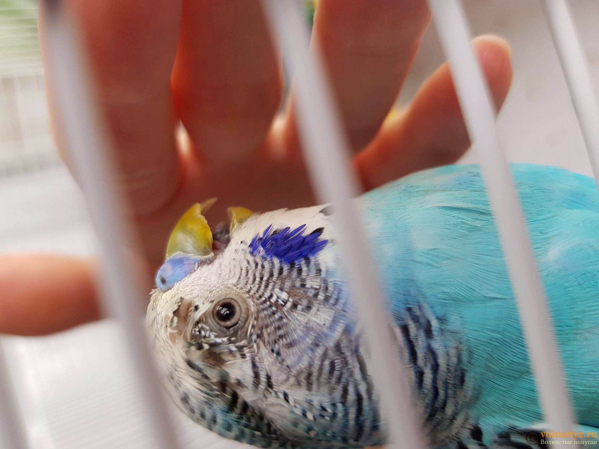 Блохи у попугаев волнистых: симптомы и лечение чем выводить?