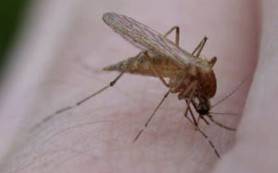 Какой запах отпугивает мух и комаров