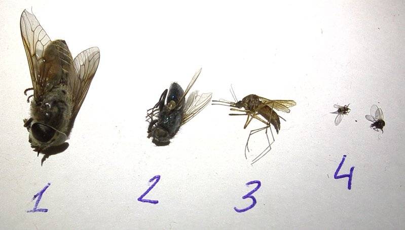 Откуда появляются мухи в доме зимой и какие приметы с этим связаны