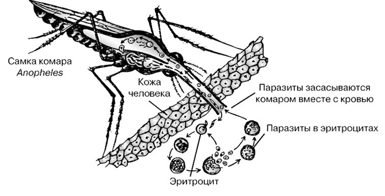 Все о комарах — основные виды, развитие личинок
