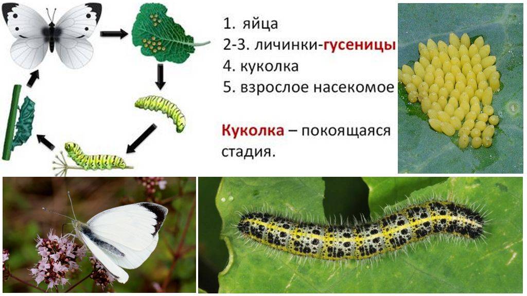 Как избавиться от бабочек-капустниц: как выглядит, что предпочитает, обзор механических, химических и народных методов борьбы, их плюсы и минусы