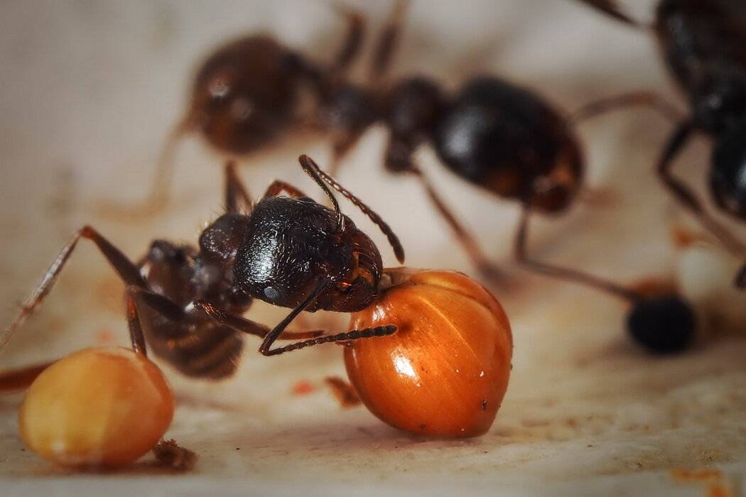 Кто ест муравьев. враги муравьев или кто их ест