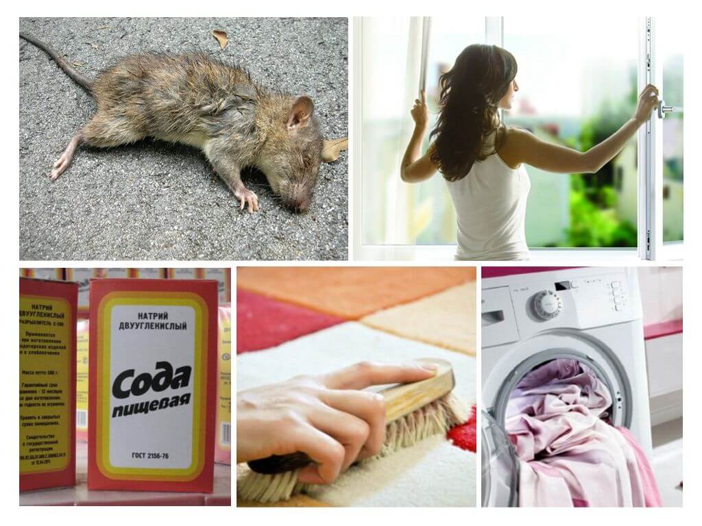 Как избавиться от запаха мышей в квартире, доме, машине