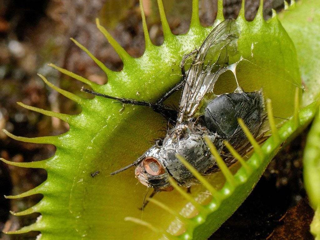 Цветок, который ест мух – его название, фото и описание