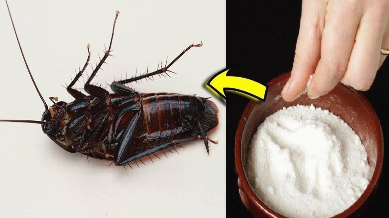 Какие тараканы живут в наших домах и откуда они берутся? - hi-news.ru
