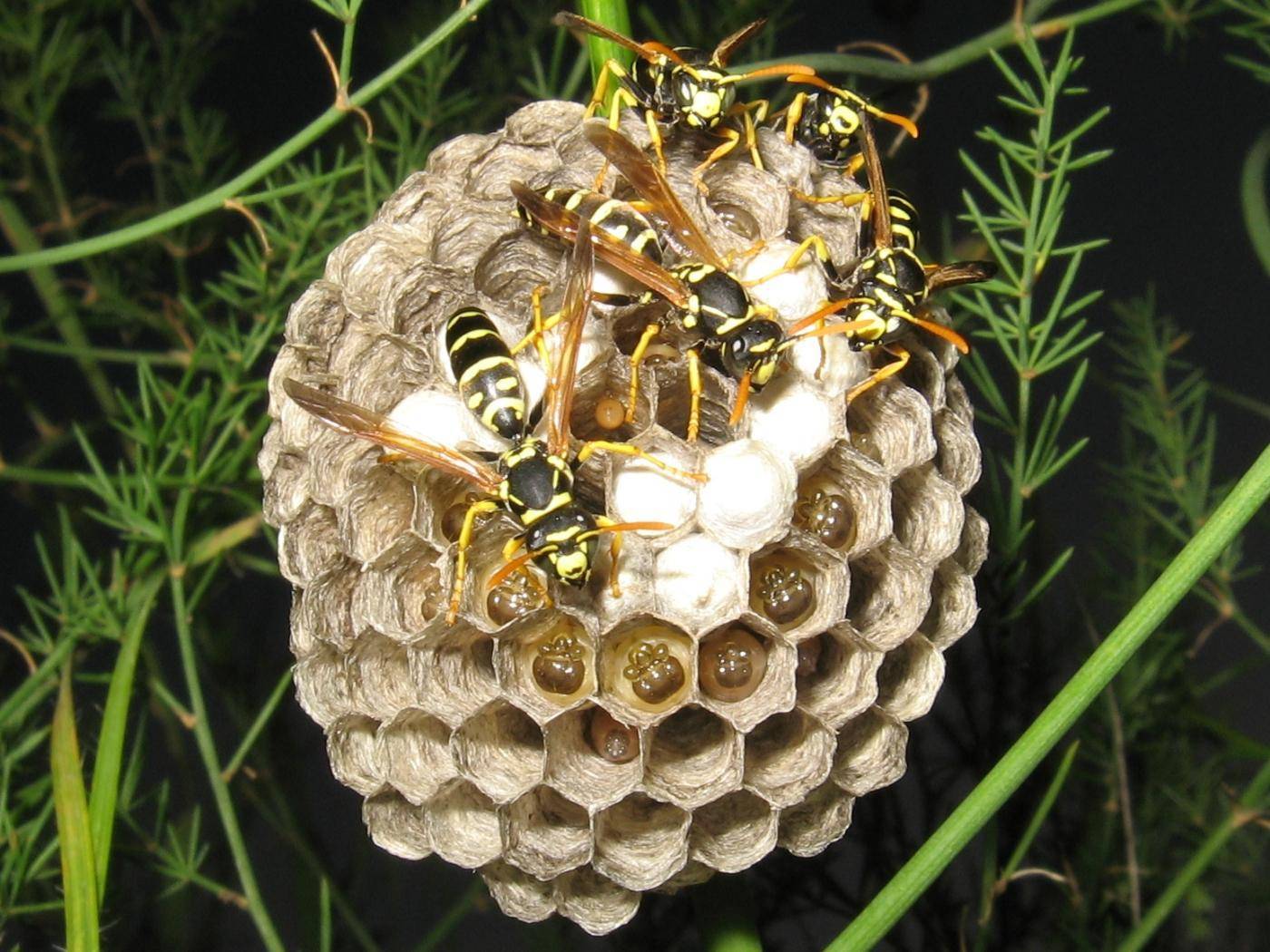 Домик осы: как выглядит, из чего его делают и сколько особей живёт в гнезде