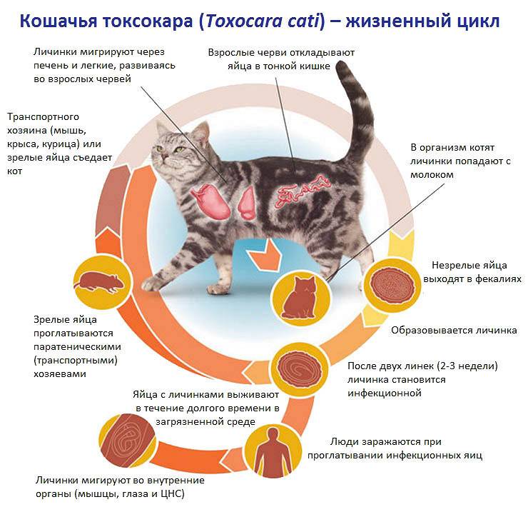 Есть ли вероятность заражения глистами от кошек: передаются ли они к человеку