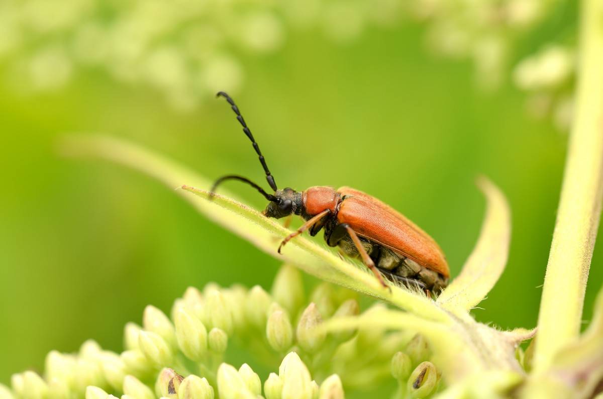 Особенности жуков навозников: распространённые виды и жизненный цикл насекомых
