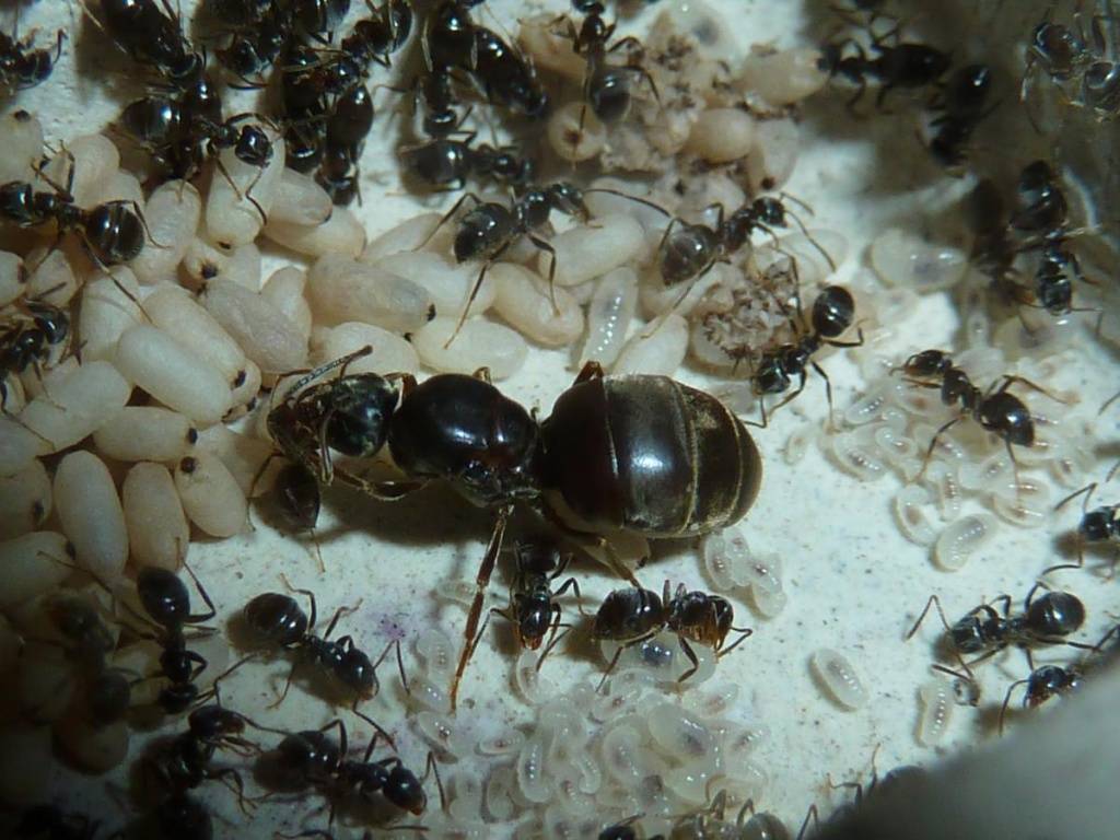 Описание и фото матки муравьёв