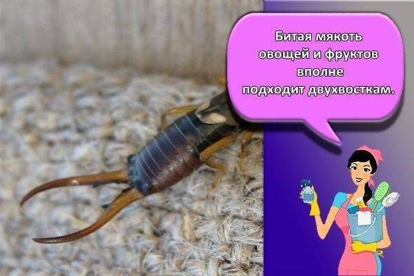 Двухвостка: какой от неё вред и как избавиться от насекомого в доме