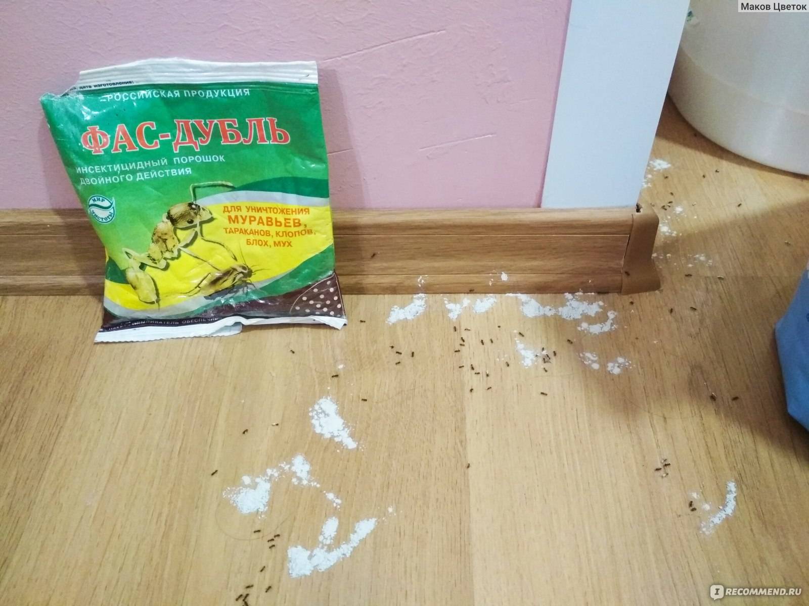 Как избавиться от муравьев в доме: полезные советы от блога comfy