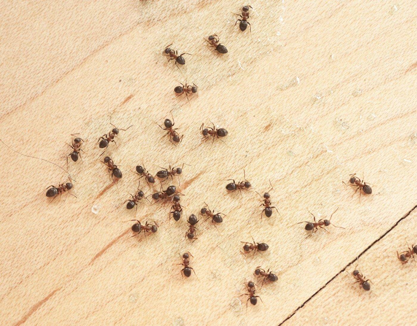 Желтые муравьи на огороде и в квартире