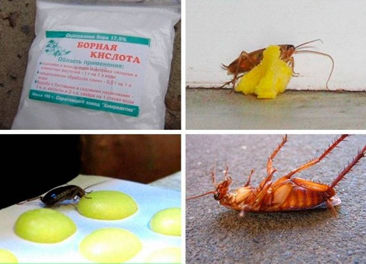 Рецепт от тараканов с борной кислотой и яйцом