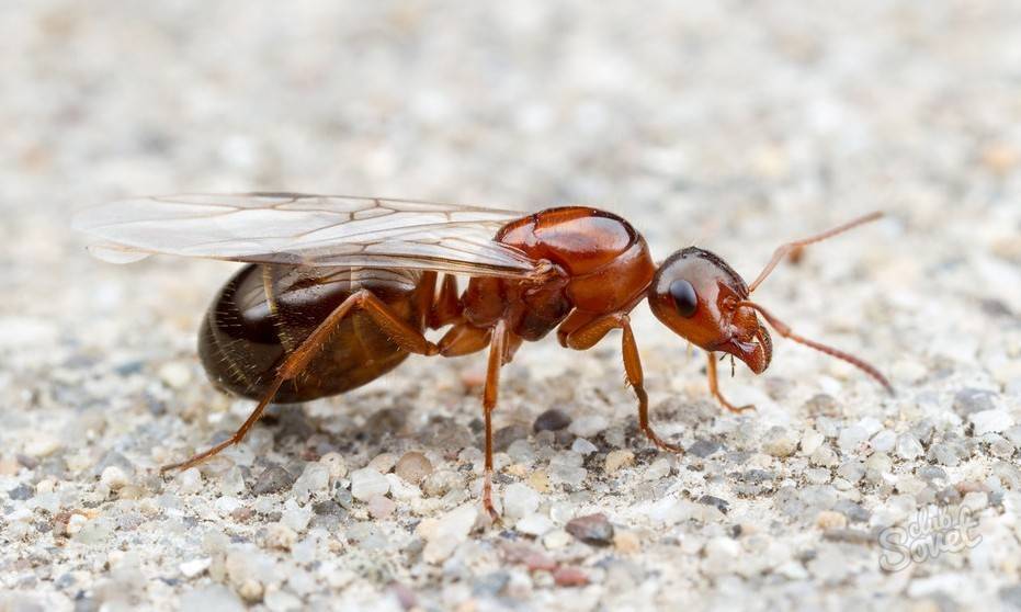Летающие муравьи и чем они отличаются от бескрылых собратьев