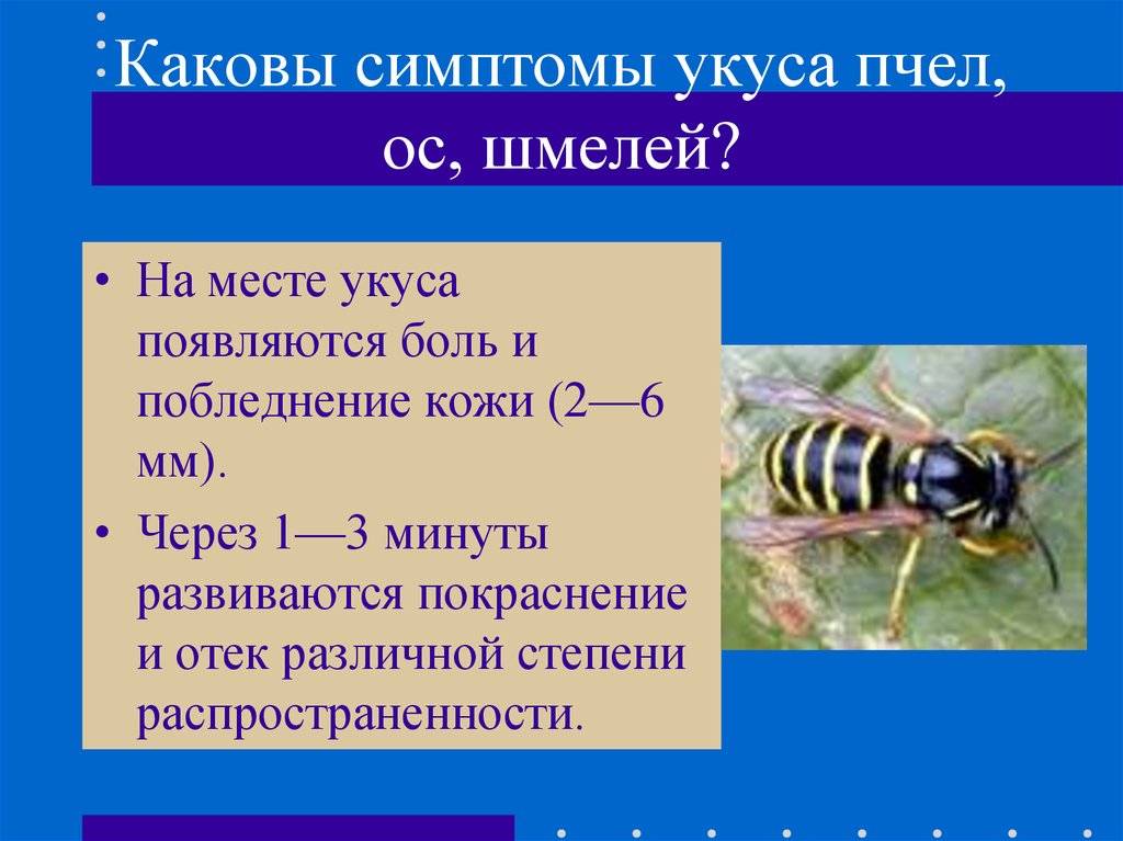 Шмель насекомое. образ жизни и среда обитания шмеля