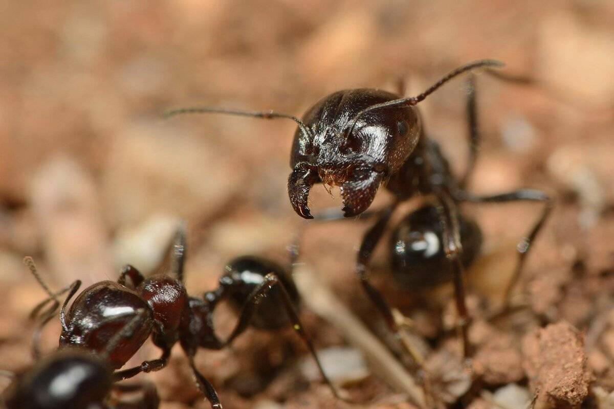 Муравей жнец фото