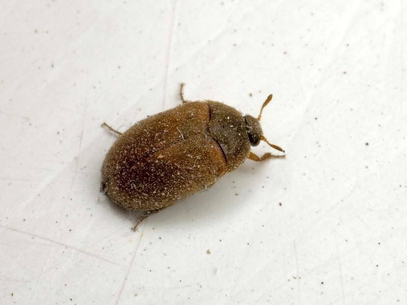 Почему появляются маленькие черные жучки в квартире и как избавиться от назойливых насекомых