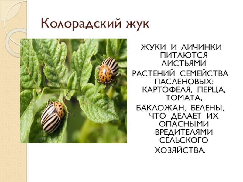 Колорадский жук. борьба с ним народными средствами и другими способами :: syl.ru