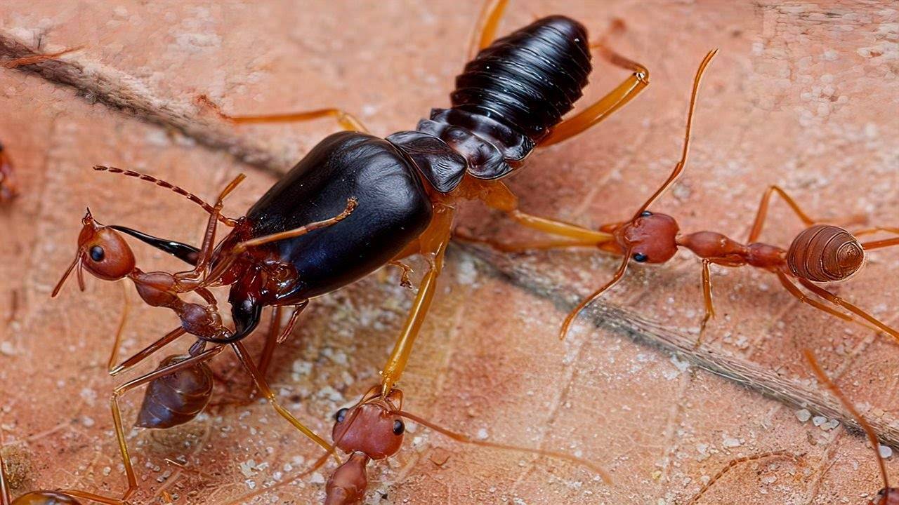Насекомые термиты: описание термит в википедии, размеры и образ жизни termite, рабочие особи и самка thermit