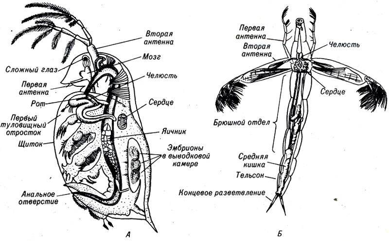 Дафния рисунок с подписями