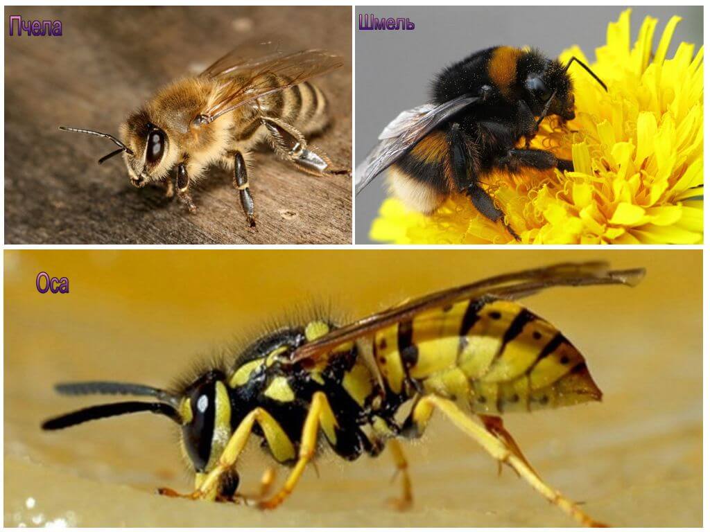 Чем отличается оса от пчелы и шмеля и как не перепутать этих насекомых