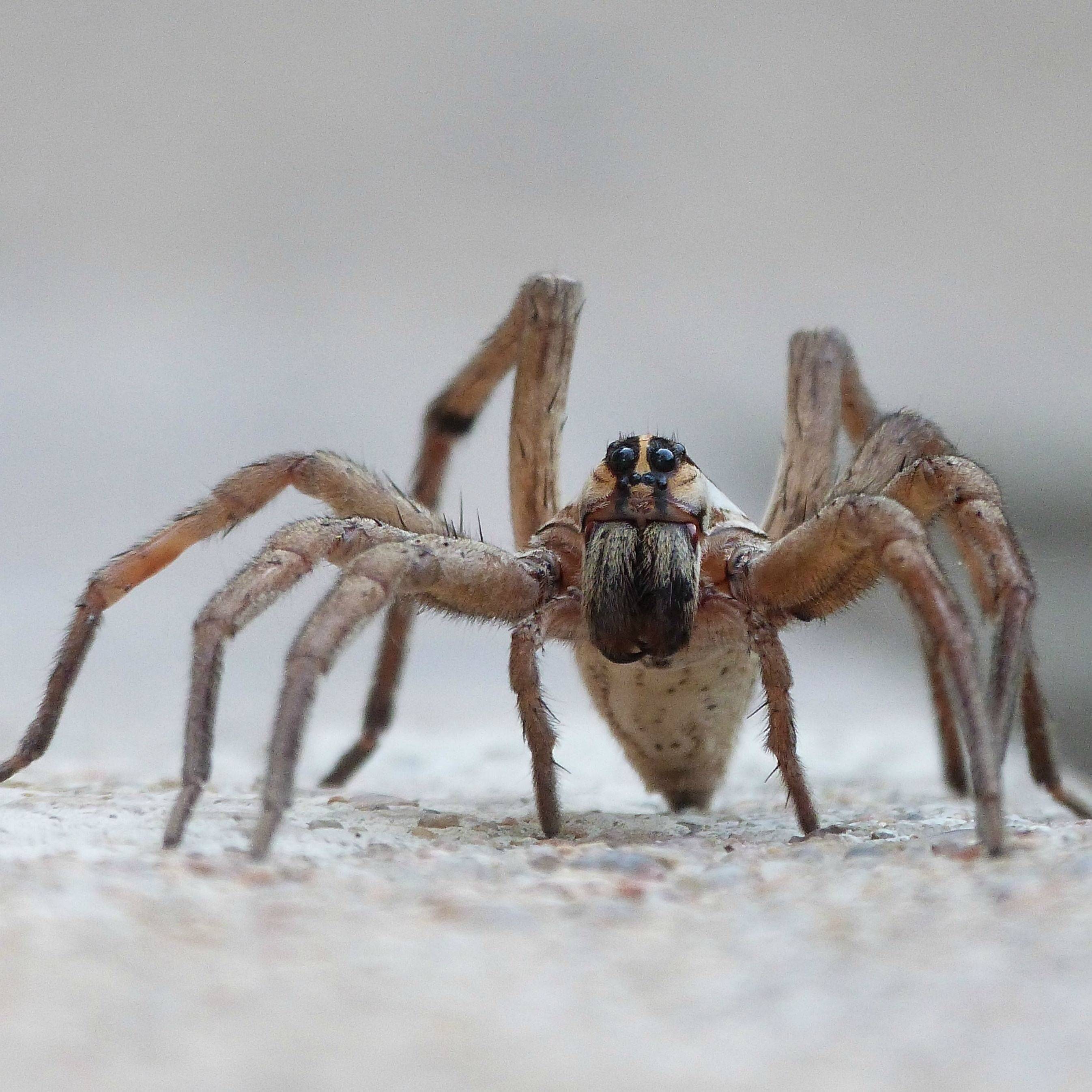 Какой паук самый большой на земле — фото и описание крупнейших пауков планеты