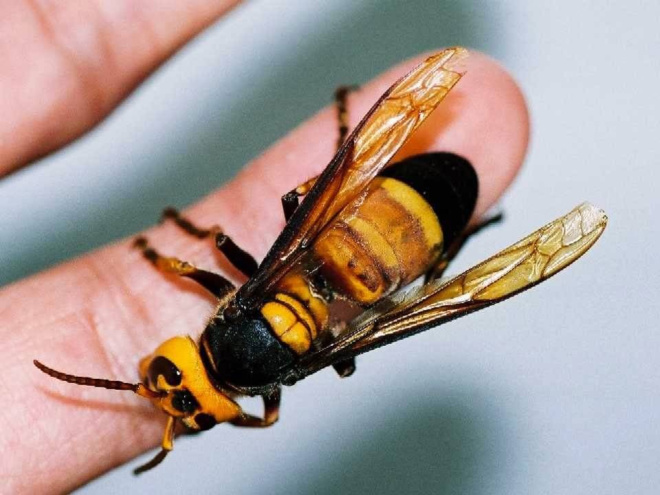 Как выглядит укус осы: почему насекомое нападает на человека