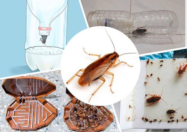 Самые эффективные ловушки для тараканов: изготовление своими руками