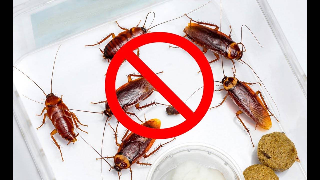 Чего боятся тараканы в квартире и какой запах отпугивает тараканов