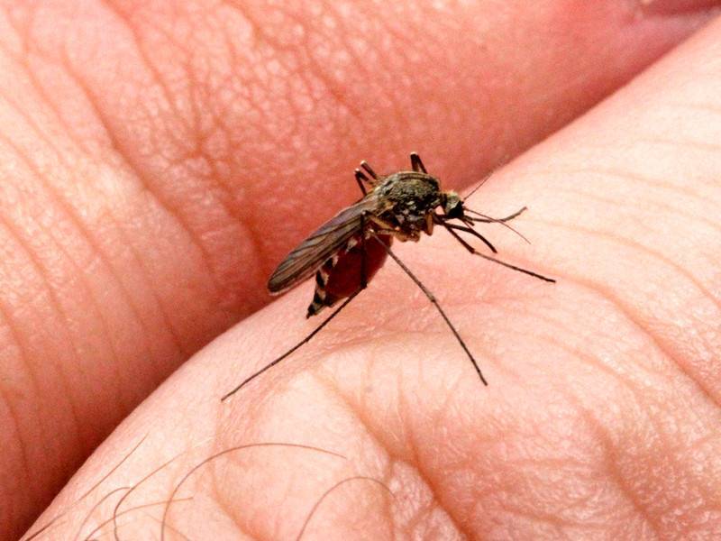 Жителей крыма атакуют «беззубые» комары из краснодара | новости крыма