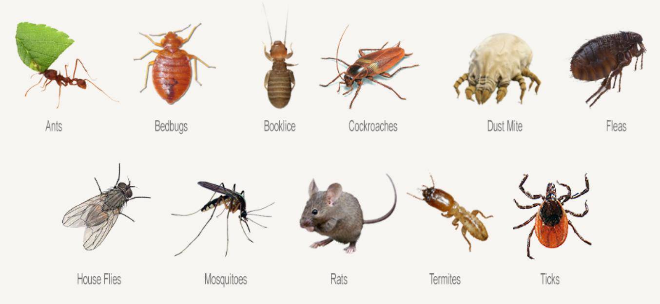 Виды насекомых в квартире с фото и названиями, как избавиться
