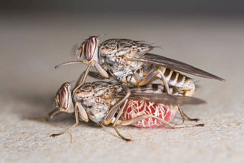 Размножение мух и интересные факты о них
