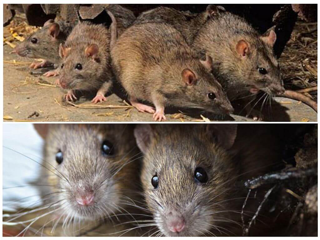 Что едят летучие мыши, чем питаются в естественной среде обитания русский фермер