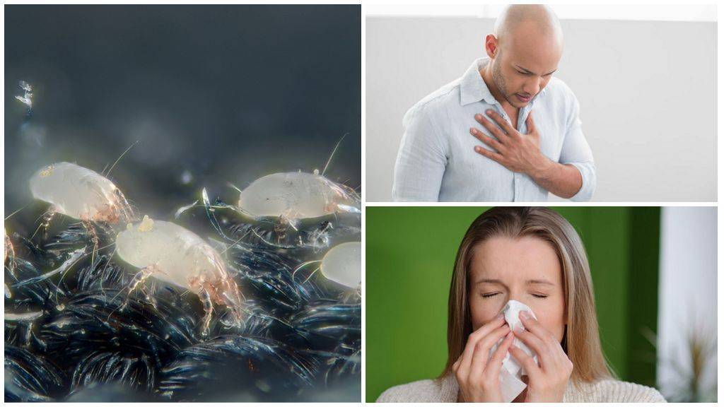 Пылевые клещи симптомы • аллергия и аллергические реакции