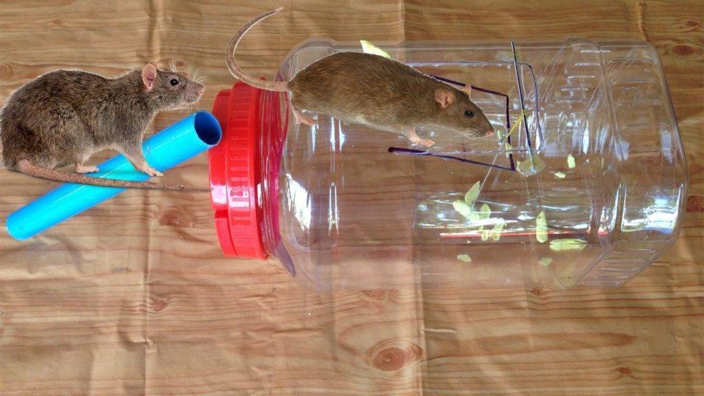 Как поймать крысу: как делать крысоловки и ловушки своими руками в домашних условиях, фото и видео