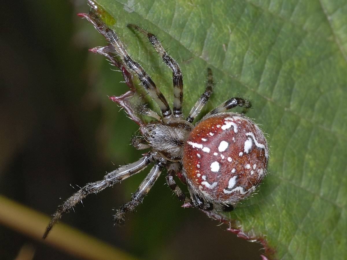 Araneus Quadratus Луговой крестовик